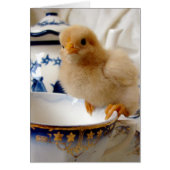 Buff Chick at Tee (Vorne)