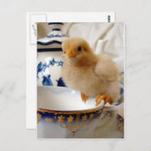 Buff Chick at Tee Postkarte (Vorne/Hinten)