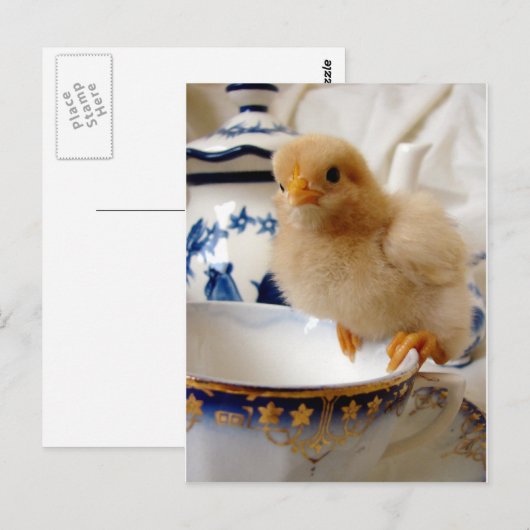 Buff Chick at Tee Postkarte (Vorne/Hinten)