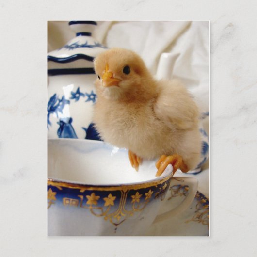 Buff Chick at Tee Postkarte (Vorderseite)
