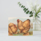 Buff Cochins Postkarte (Stehend Vorderseite)