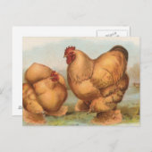 Buff Cochins Postkarte (Vorne/Hinten)