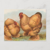 Buff Cochins Postkarte (Vorderseite)