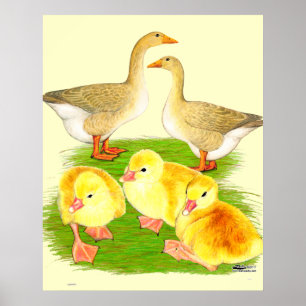 Buff Goose Family Poster