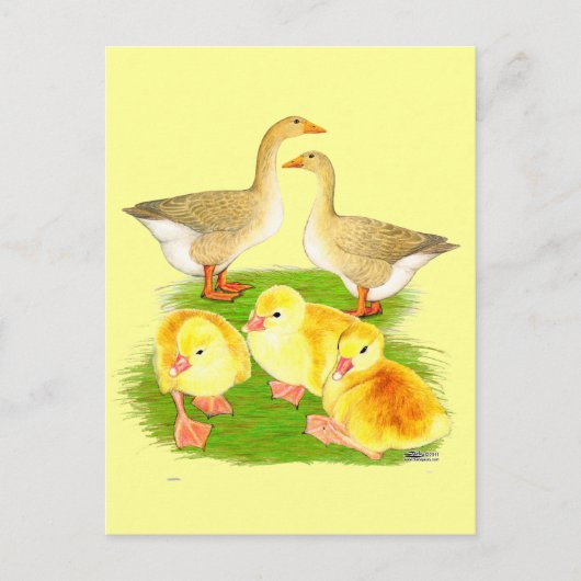 Buff Goose Family Postkarte (Vorderseite)