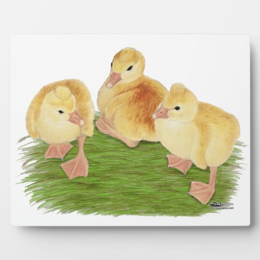 Buff Goslings Tufted Fotoplatte (Vorderseite)
