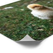 Buff Orpington Chick Poster (Ecke)