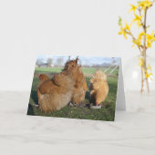 Buff orpington chickens. karte (Gelbe Blume)