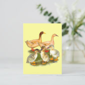 Buff Orpington Duck Family Postkarte (Stehend Vorderseite)