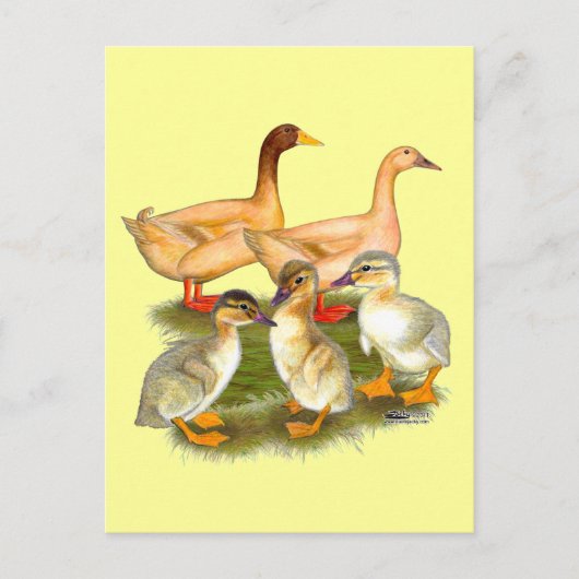 Buff Orpington Duck Family Postkarte (Vorderseite)