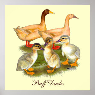 Buff Orpington Entenfamilie Poster