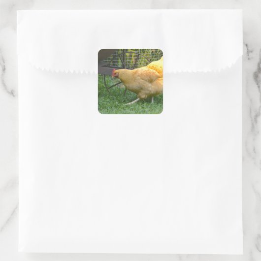 Buff Orpington Hen Sticker (Tasche)