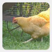 Buff Orpington Hen Sticker (Vorderseite)