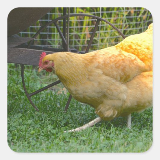 Buff Orpington Hen Sticker (Vorderseite)