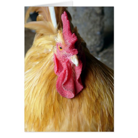 Buff Orpington Rooster (Vorne)