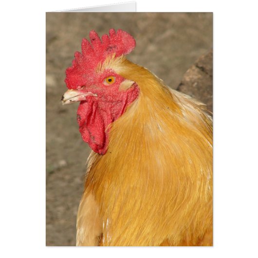 Buff Orpington Rooster heißt Brutus (Vorne)