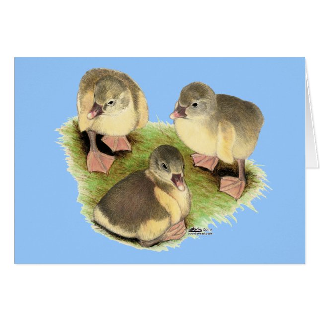 Buff Pomeranian Goslings (Vorderseite (Horizontal))