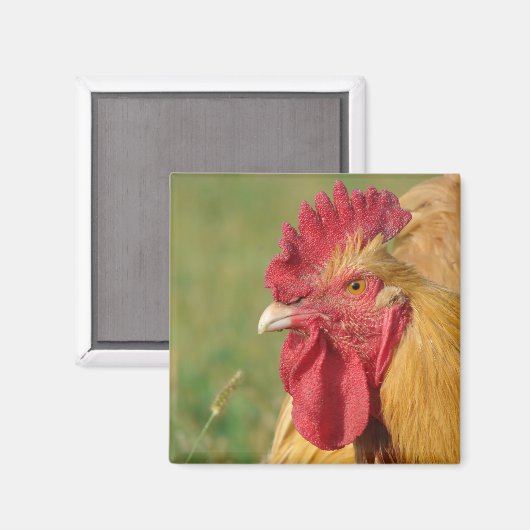 Buff Rooster Magnet (Vorderseite/Rückseite)
