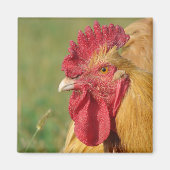 Buff Rooster Magnet (Vorne)