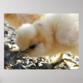 Buff Silkie Chicken Chick Poster (Vorne)