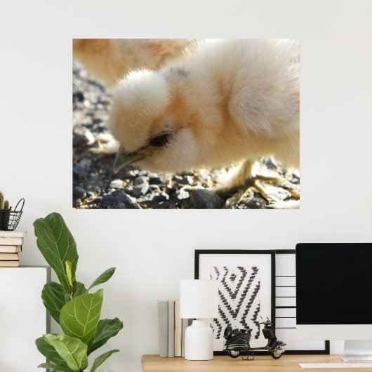 Buff Silkie Chicken Chick Poster (Heimbüro)