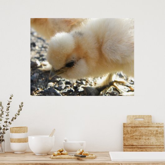 Buff Silkie Chicken Chick Poster (Küche)