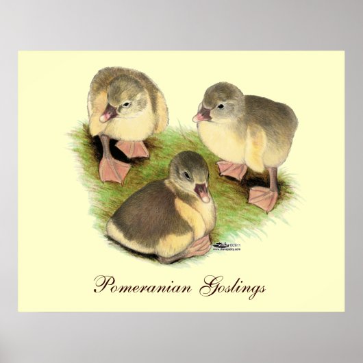 Buff Spitz Goslings Poster (Vorne)