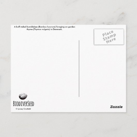 Buff-Tailbumblee auf Garden Thyme Postkarte (Rückseite)