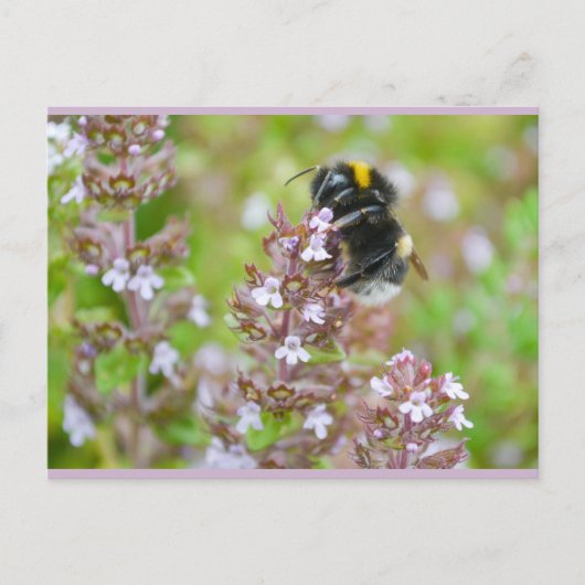 Buff-Tailbumblee auf Garden Thyme Postkarte (Vorderseite)