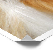 Buff und Weiß, peruanische Guinea Schweinefass ges Poster (Ecke)