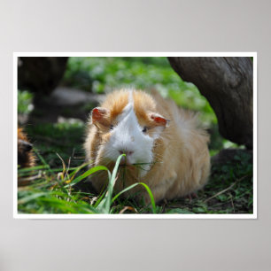 Buff und Weiß, Rosette Guinea Schwein im Gras Poster