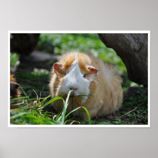 Buff und Weiß, Rosette Guinea Schwein im Gras Poster (Vorne)