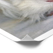 Buff und White, Lunkarya, Guinea Schweinefass Poster (Ecke)