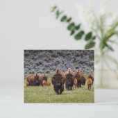 Buffalo 2 Postkarte (Stehend Vorderseite)