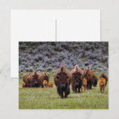 Buffalo 2 Postkarte (Vorne/Hinten)