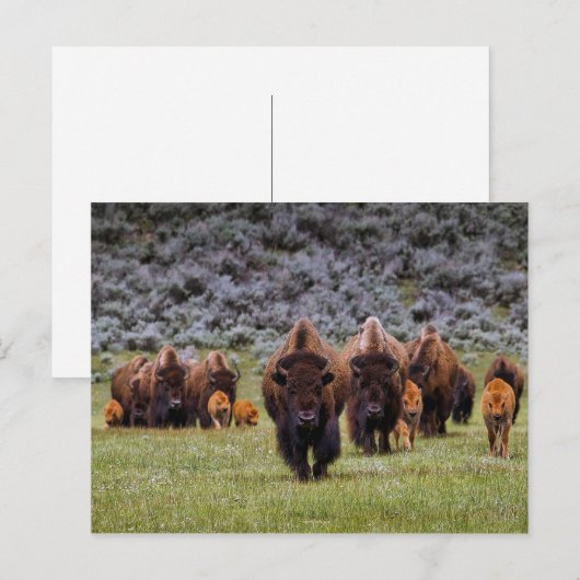 Buffalo 2 Postkarte (Vorne/Hinten)