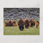 Buffalo 2 Postkarte (Vorderseite)