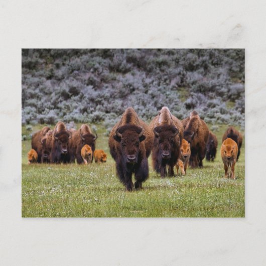 Buffalo 2 Postkarte (Vorderseite)