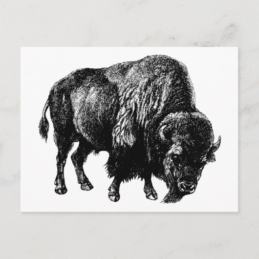 Buffalo American Bison Vintag Wood Gravur Postkarte (Vorderseite)