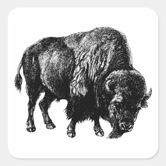 Buffalo American Bison Vintag Wood Gravur Quadratischer Aufkleber (Vorderseite)