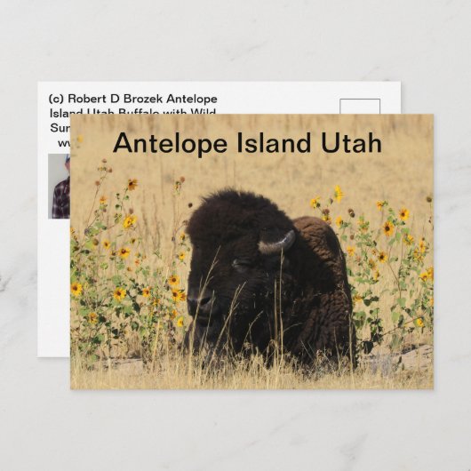 Buffalo auf der Insel Antelope in Utah Postcard Postkarte (Vorne/Hinten)
