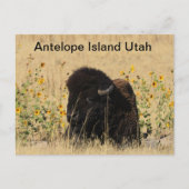 Buffalo auf der Insel Antelope in Utah Postcard Postkarte (Vorderseite)