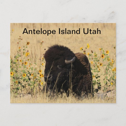 Buffalo auf der Insel Antelope in Utah Postcard Postkarte (Vorderseite)