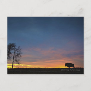 Buffalo bei Sunset in Elk Island National Park Postkarte
