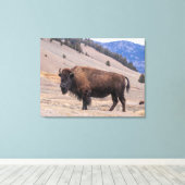 Buffalo Bison American Wildlife Leinwanddruck (Insitu (Holzboden))