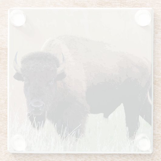 Buffalo / Bison Glasuntersetzer (Rückseite)