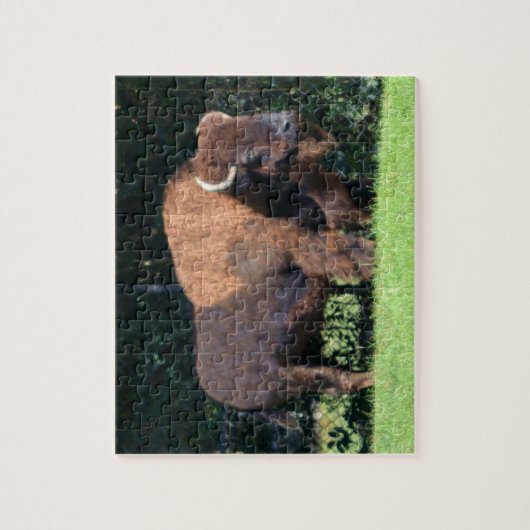 Buffalo (Bison) Kansas, Oklahoma, Wyoming Puzzle (Vertikal)