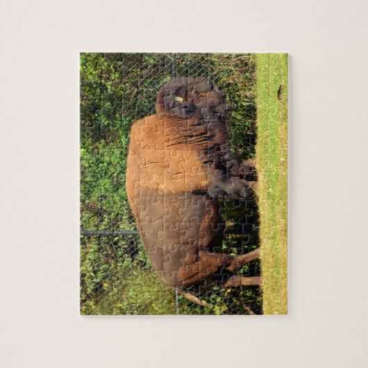 Buffalo (Bison) Kansas, Oklahoma, Wyoming Puzzle (Vertikal)