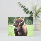 Buffalo (Bison) Postkarte (Stehend Vorderseite)