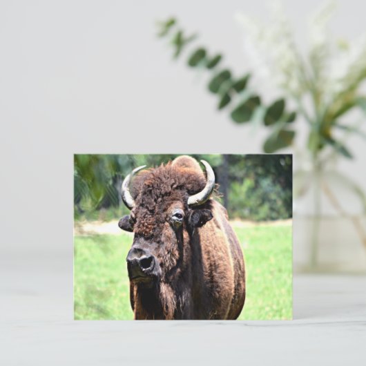 Buffalo (Bison) Postkarte (Stehend Vorderseite)